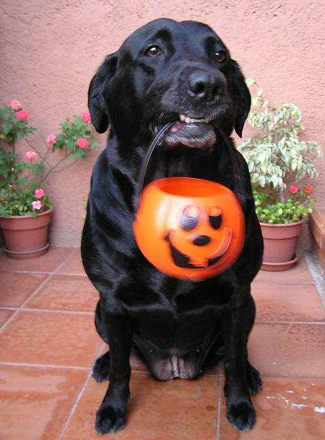 Black Labrador Retriever With Halloween Pumpkin Picture