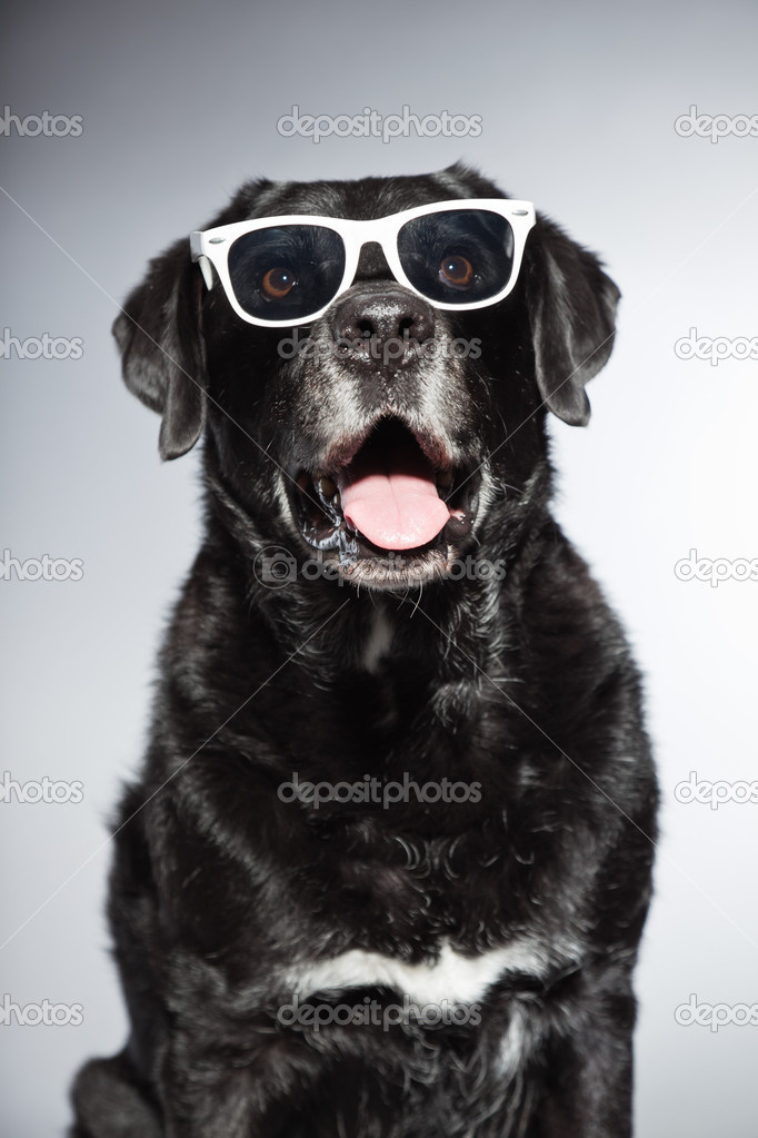 Black Labrador Retriever With Sunglasses