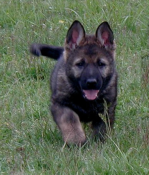 Black Sable German Shepherd Puppy