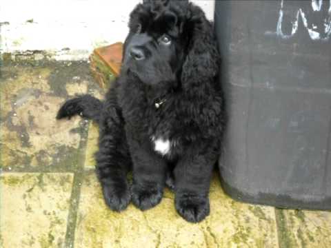 Black Saint Bernard Puppy