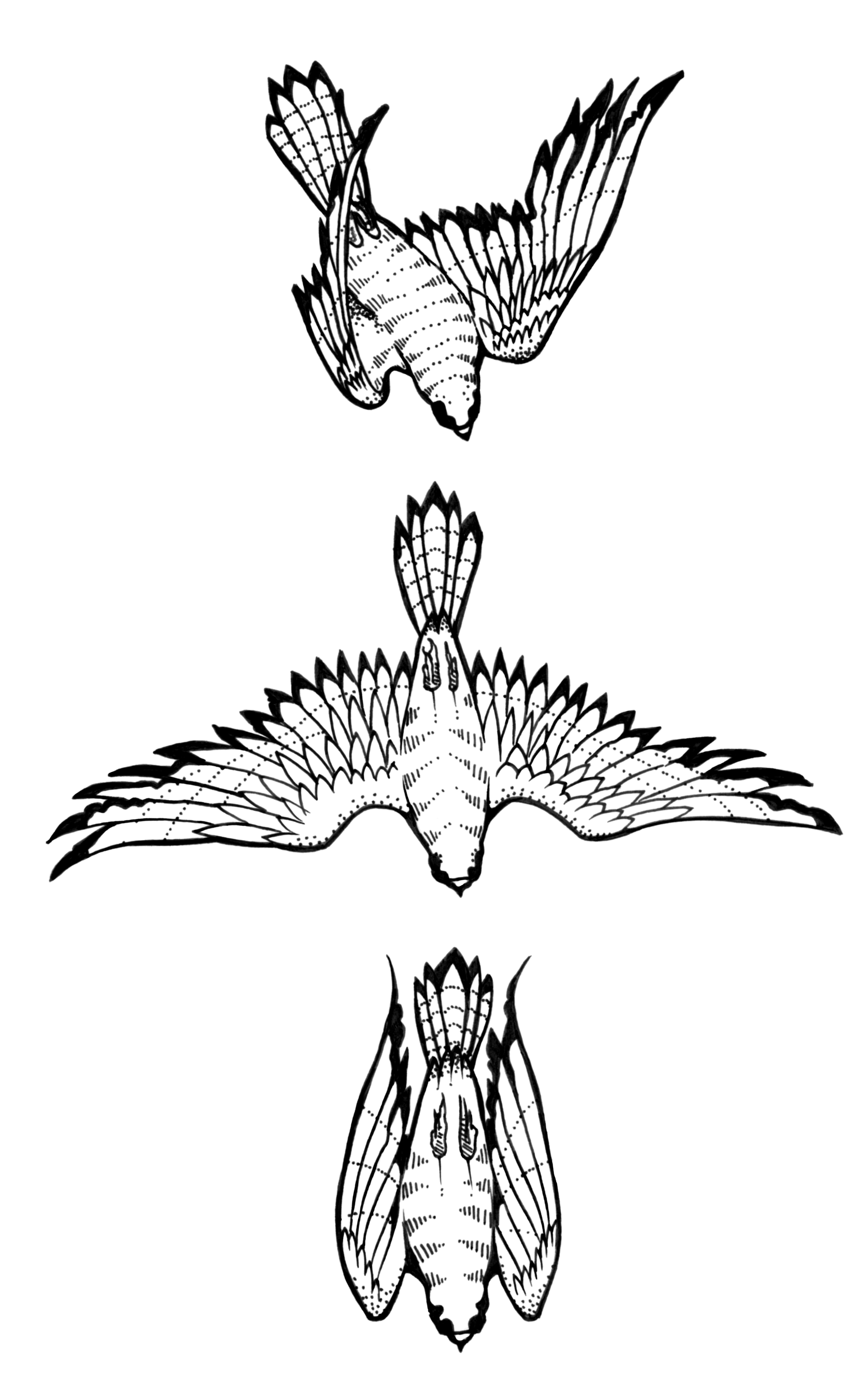 Black Three Flying Hawk Tattoo Design