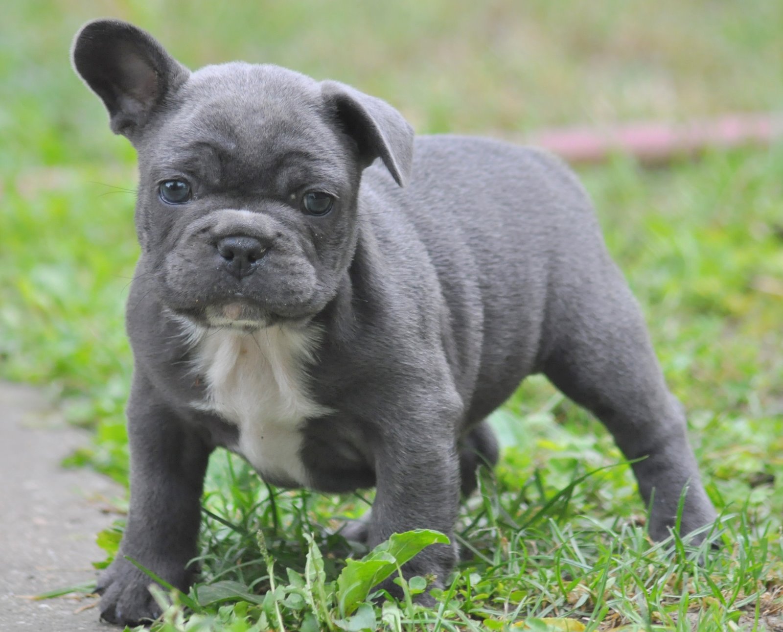 Blue Cute French Bulldog Puppy Image