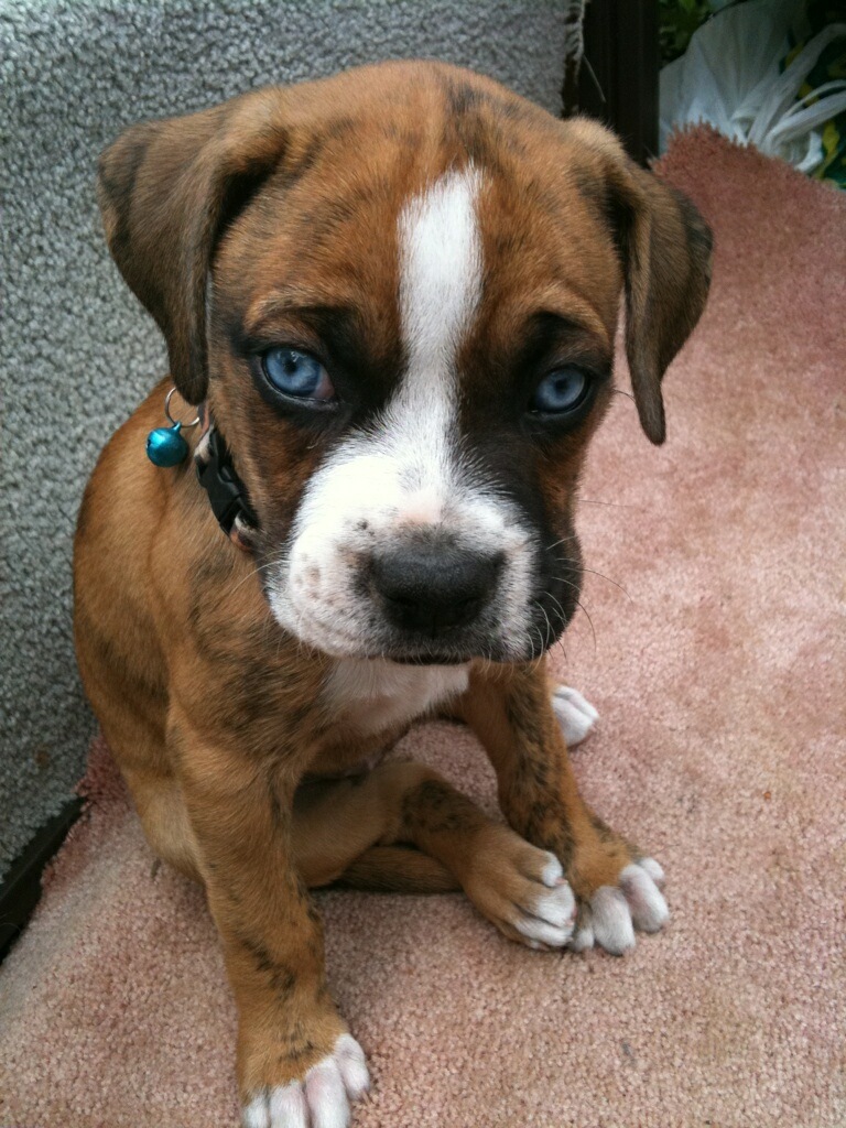 Blue Eye Boxer Puppy