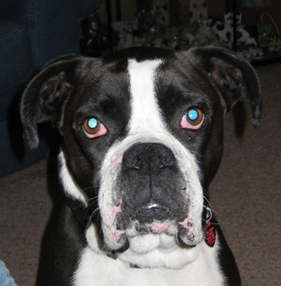 Blue Eyed Black And White Boxer Puppy