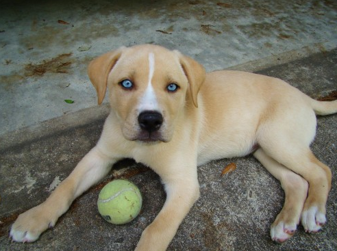 Blue Eyed Golden Labrador Retriever With Ball