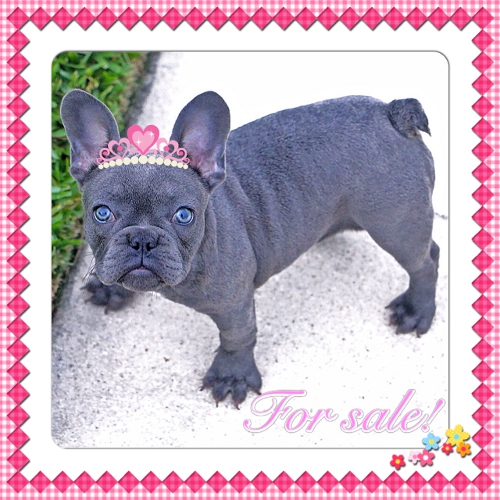 Blue Female French Bulldog Picture