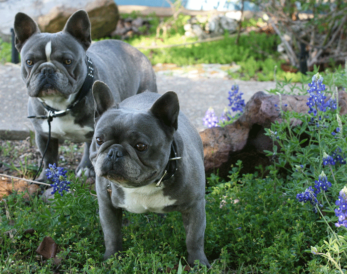 Blue French Bulldog Couple