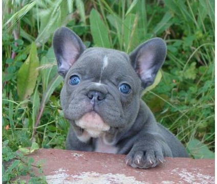 Blue French Bulldog Picture