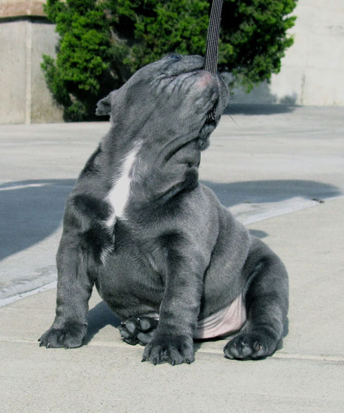 Blue French Bulldog Playing Picture