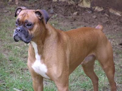 Boxer Dog Breed Picture