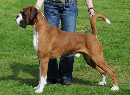 Boxer Dog Breed