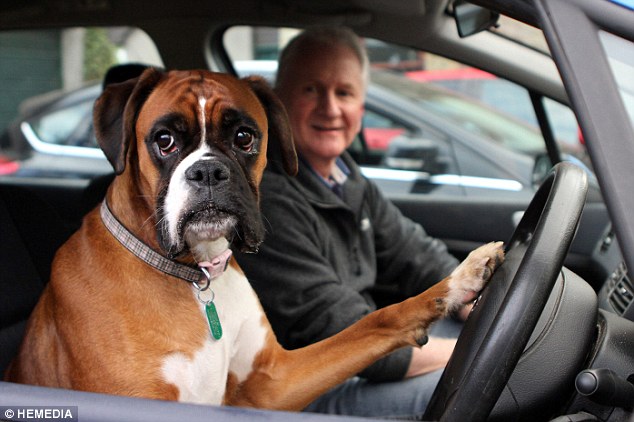 Boxer Dog Driving Car Picture