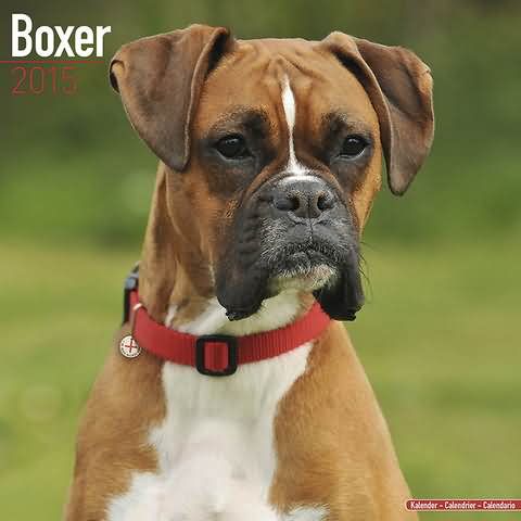 Boxer Dog Face Picture