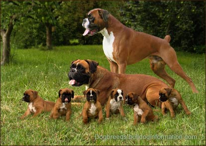 Boxer Dog Family Picture