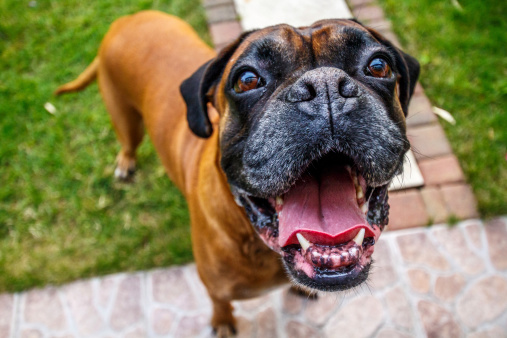 Boxer Dog Funny Face