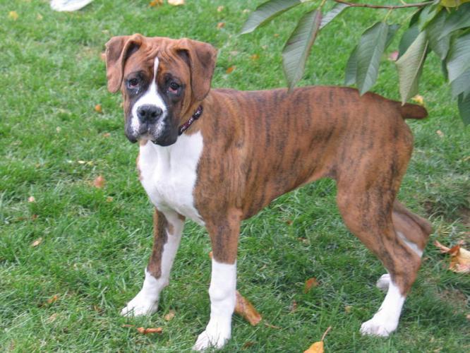 Boxer Dog In Lawn