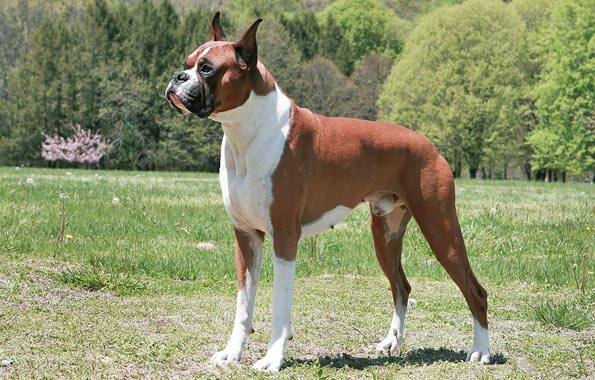 Boxer Dog Picture