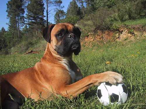 Boxer Dog Playing With Football Picture