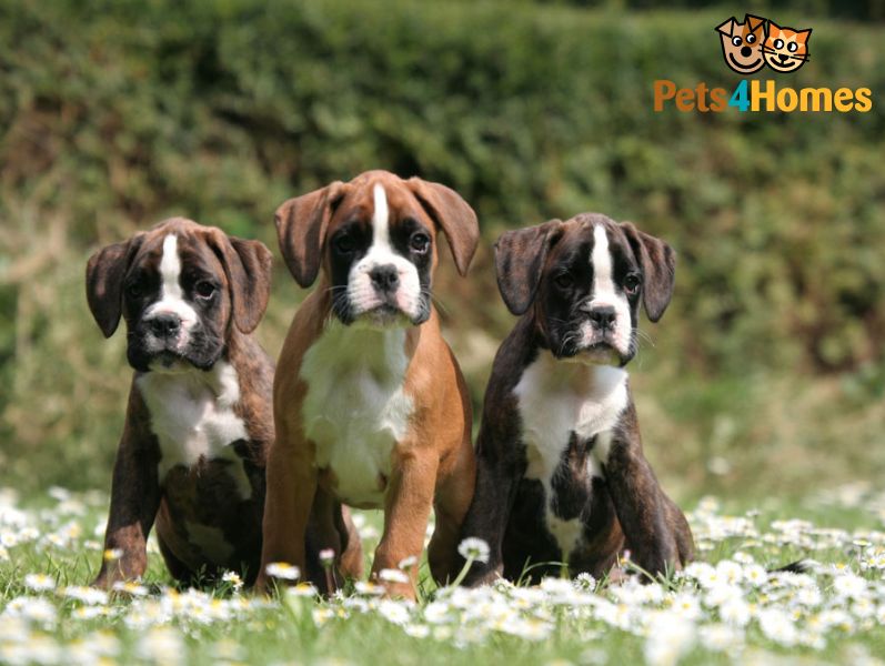 Boxer Dog Puppies