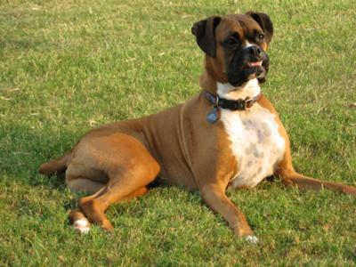 Boxer Dog Relaxing In Lawn