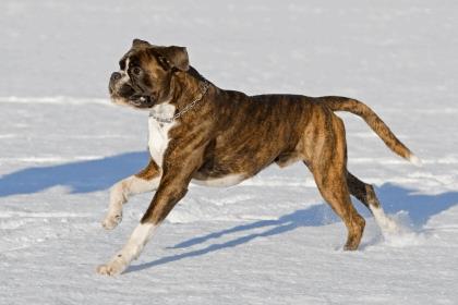 Boxer Dog Running In Snow