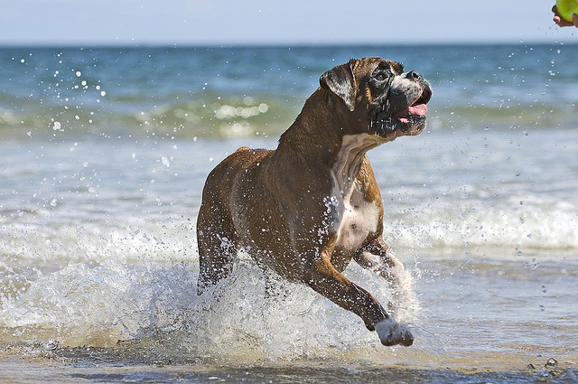 Boxer Dog Running In Water