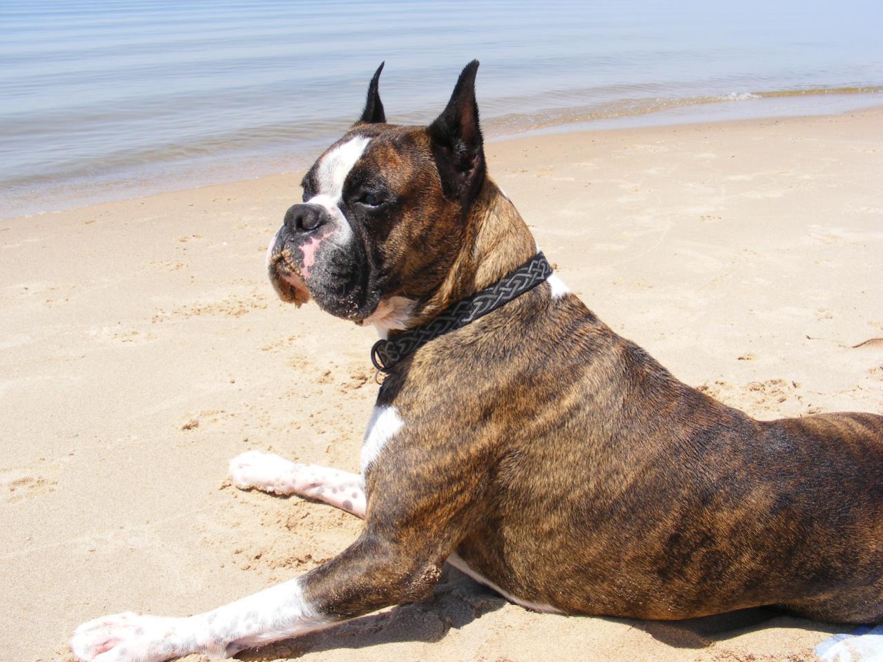 Boxer Dog Sitting On Beach Side