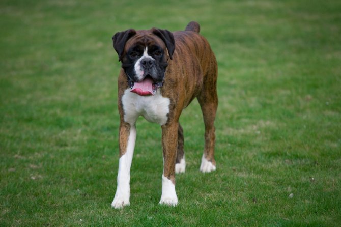 Boxer Dog Standing On Grass