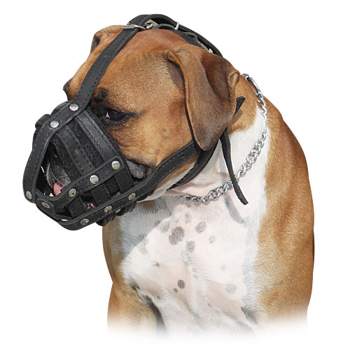 Boxer Dog Wearing Leather Muzzle