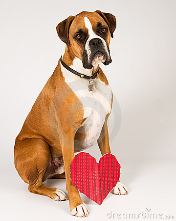 Boxer Dog With Heart