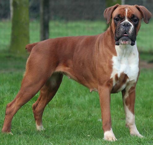 Boxer Dog Without Tail