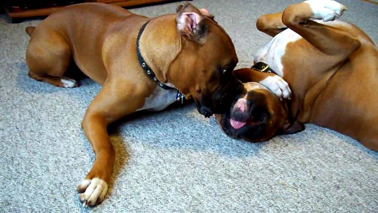 Boxer Dogs Playing Picture