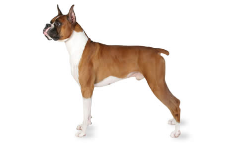 Boxer Male Dog Without Tail
