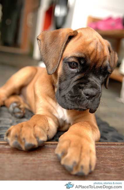 Boxer Puppy Cute Face