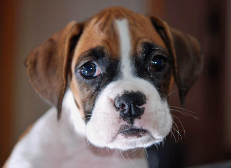 Boxer Puppy Image