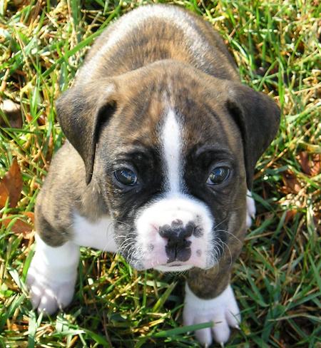 Boxer Puppy On Grass Image