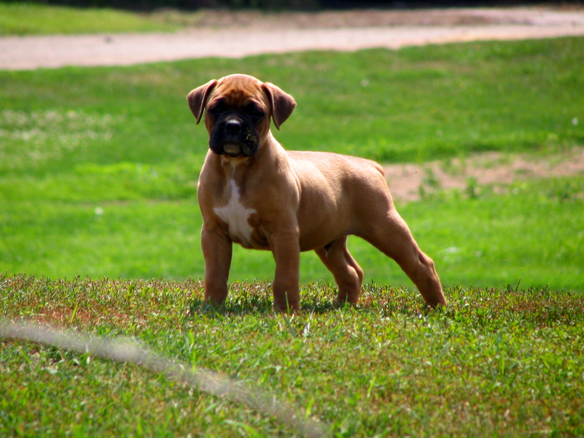 Boxer Puppy On Grass Picture