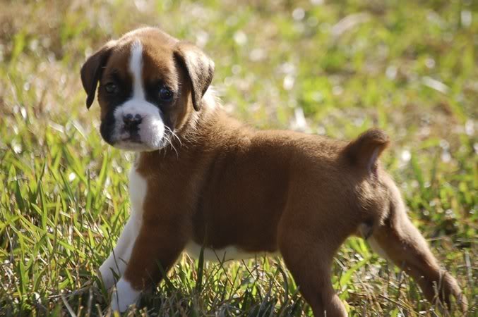 Boxer Puppy On Grass