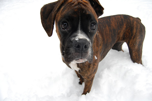 Boxer Puppy Playing Snow