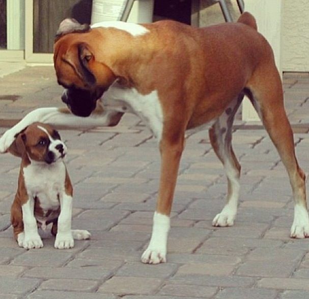 Boxer Puppy With Big Dog
