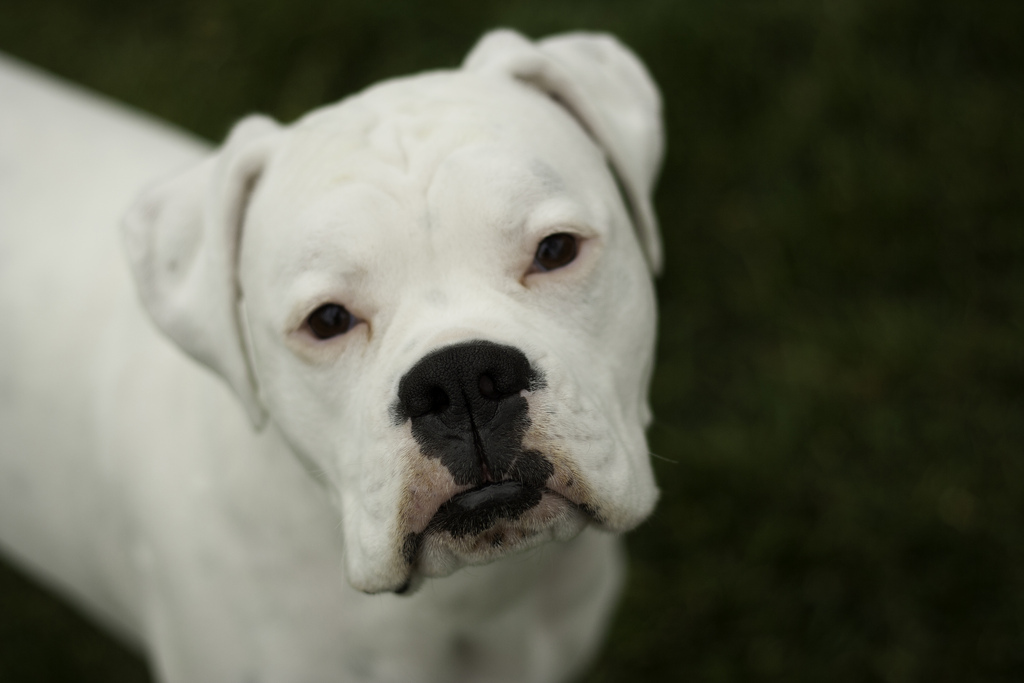 Boxer White Dog Looking At Camera As His Picture Is Taken