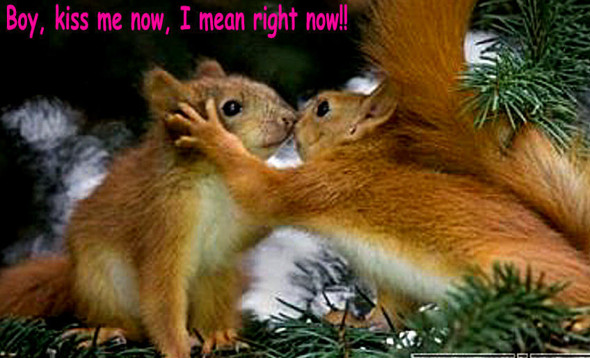 Boy Kiss Me Now I Mean Right Now Funny Squirrel Couple