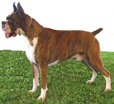 Brindle Boxer Dog Picture