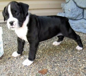 Brindle Boxer Puppy Dog Picture