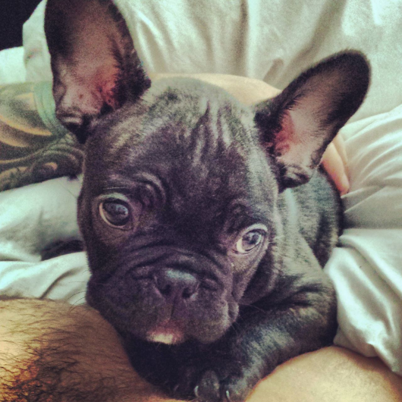 Brindle French Bulldog Puppy Closeup Picture