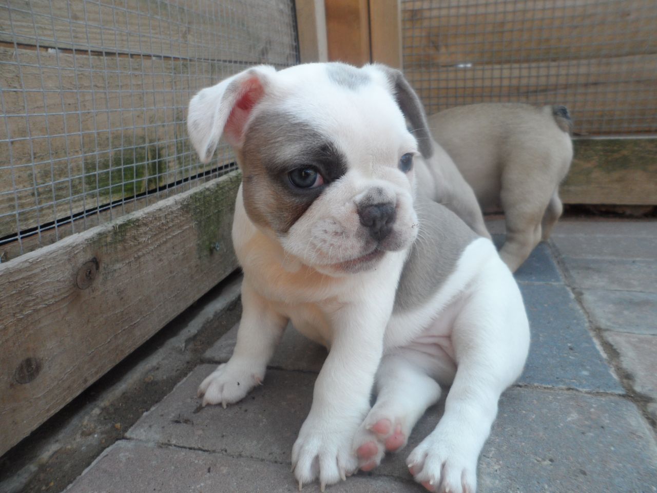 Cute Blue Grey And White French Bulldog