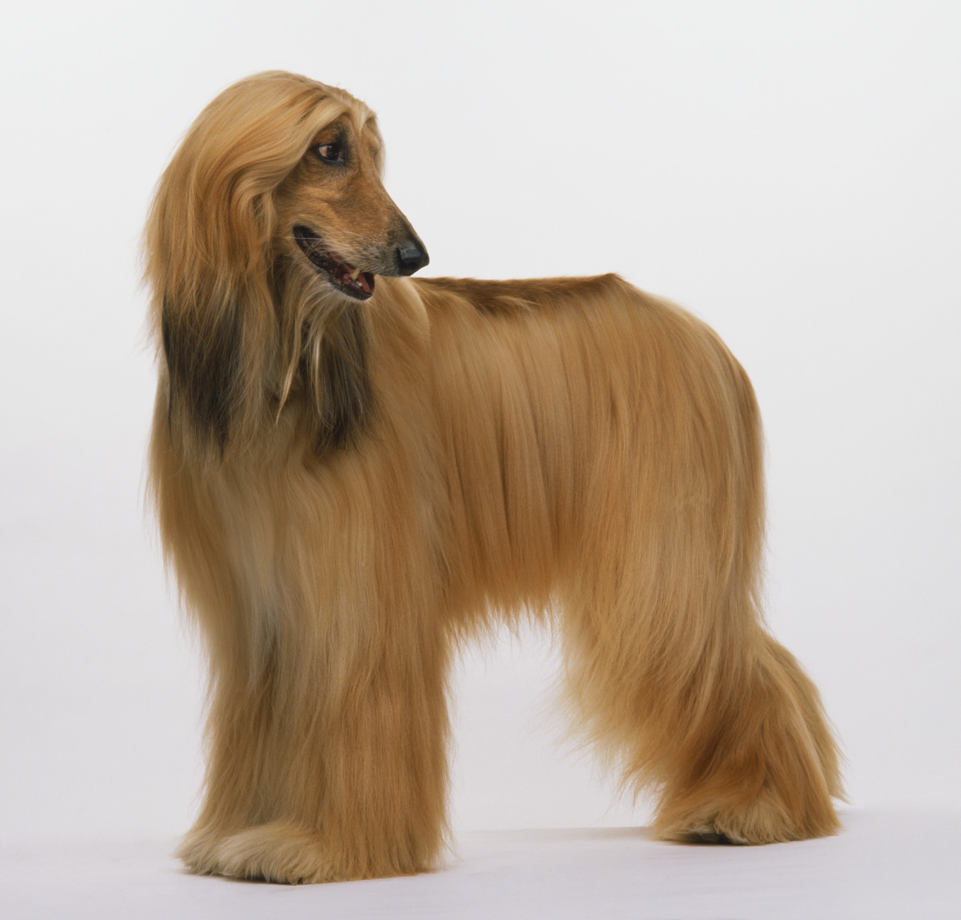 Silky Brown Afghan Hound Picture