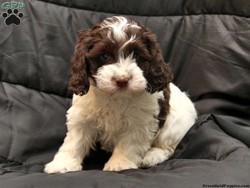 Brown And White Cockapoo Puppy
