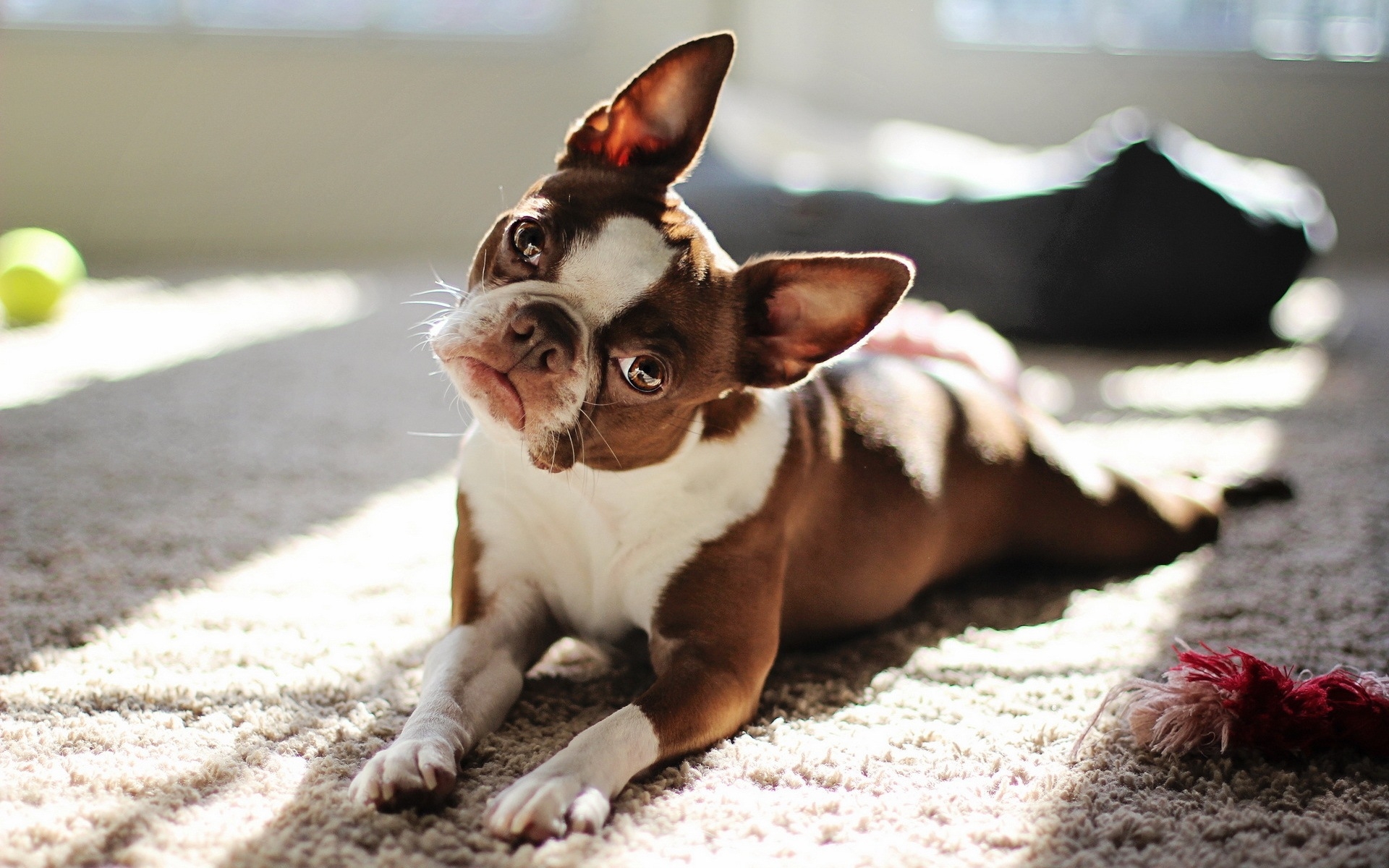 Brown And White French Bulldog