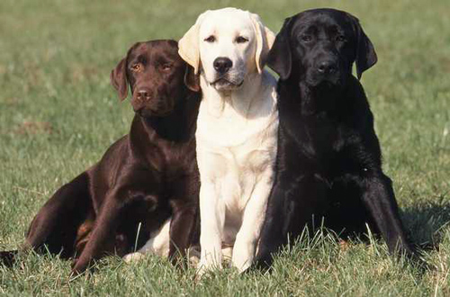 Brown, Blonde And Black Labrador Retriever Puppies